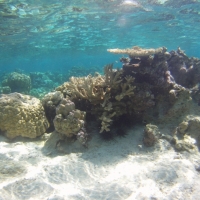 Study finds ocean acidification threatens coral reef systems