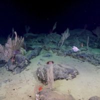 Deep-sea coral gardens discovered in canyons off Australia’s South West