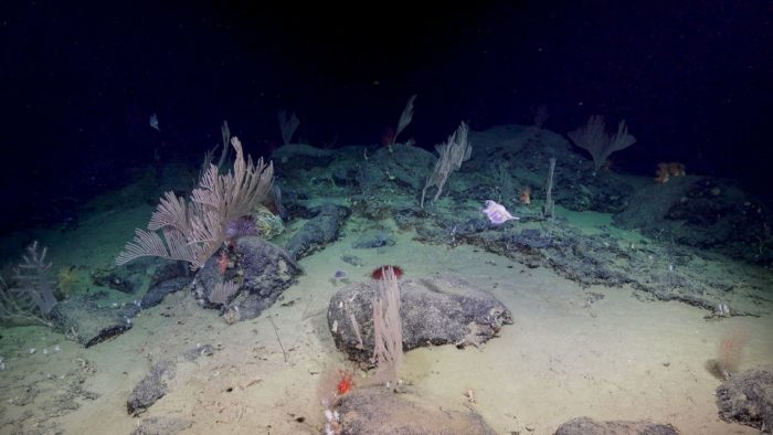 Deep-sea coral garden discovered in Bremer Canyon (photo credit: ROV Subastian/SOI)